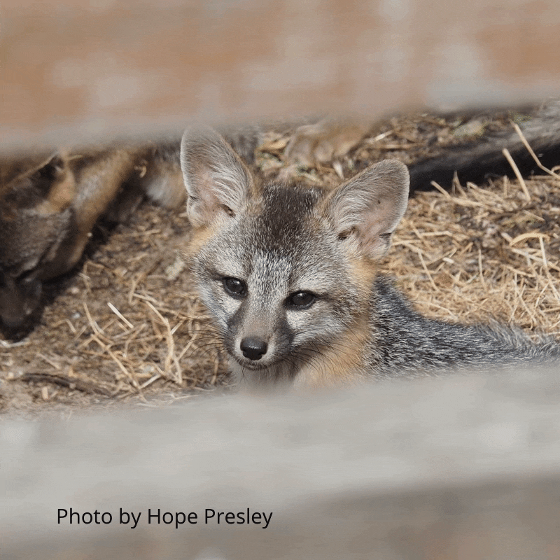 1-D-Gray Foxes